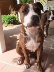 Verkaufe reinrassigen American Staffordshire Terrier Rüde