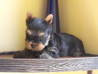Yorkshire Terrier Welpe zu verkaufen
