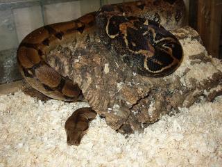 Boa c. imperator Weibchen DNZ 2021