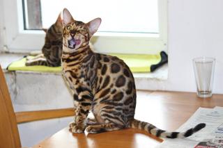 Bengall Katze Benjamin super Charakter