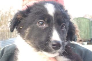 Bordercolliewelpen alter Standard