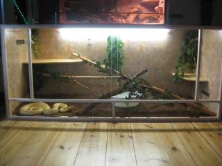 Verkaufe mein Tigerpython Paar mit XXL Terrarium albino wildtyp