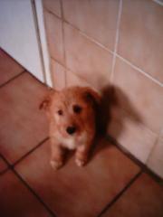 4 Hundewelpen