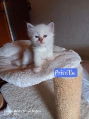Heilige Birma Kitten mit Stammbaum suchen ein Zuhause