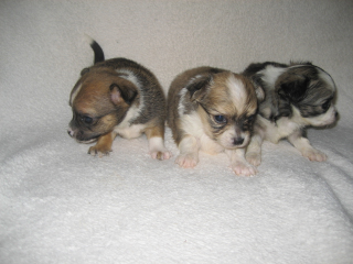 Sehr sehr süsse Chihuahua Welpen