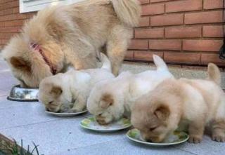 Reinrassige Chow-Chow Welpen mit blauer Zunge Geimpft Gechipt