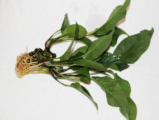 Anubias 30 cm, sehr kräftig 4 Euro