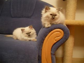 EINE RAGDOLL KATZE ZU VERKAAUFEN, blau