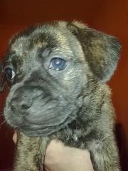 Rüde Hündin Mischlings Hunde Welpen abzugeben.