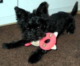 Schwarzer Yorkshirer Terrier, 10 Monate, Rüde, stubenrein, gutmütig noch nicht