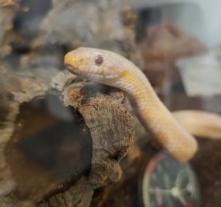 Liebevolle Abgabe einer Schlange ehrliches Zuhause gesucht