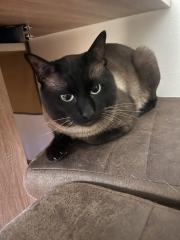 Siam Deckkater Reinrassig