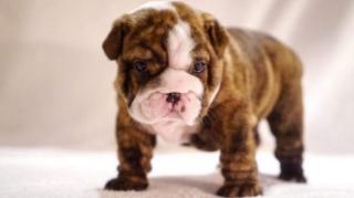 Englische Bulldogge mit Stammbaum