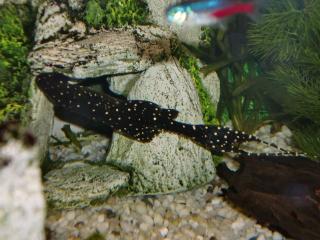 Fische Welse wunderschöne Tiere