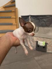 Chihuahua Welpen Mini