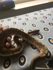 Königspython Spider Weibchen 3 Jahre mit Terrarium und Co.