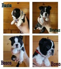 Boston Terrier Welpen