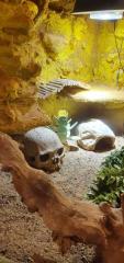 4 Geckos samt Terrarium