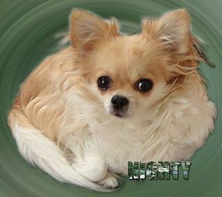 Chihuahua-Hündin Nighty 8 Jahre alt