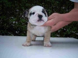 ENGLISCHE BULLDOG WELPEN, AUS KLEINER SERIÖSER LIEBHABERZUCHT ABZUGEBEN
