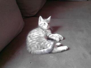 Maine Coon BKH Mix Katze Kitten