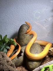 Kornnatter, männlich inklusive Terrarium, verhandelbar
