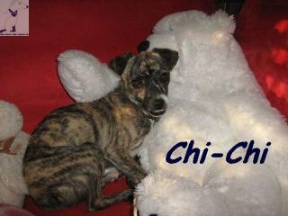 Chi-Chi, arme Socke gerettet aus Tötungsstation