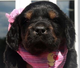 Germanischer Bärenhund x Gordon Setter Welpen