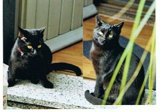 2 schwarze Katzen-Schönheiten suchen neues Heim.