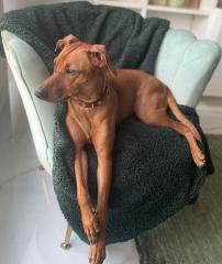 Hundesitter/Dogsharing