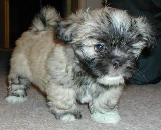 Lhasa Apso Welpen zu verkaufen 700Euro mit Papiere