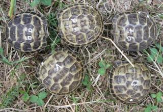 Vierzehenschildkröten / Steppenschildkröten NZ 2021