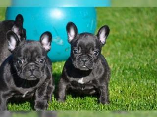 Französische Bulldoggen