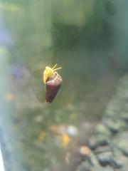 Tylomelania Gelb Schwarz Süßwasser