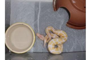 Königspython Albino und Caramel Albino