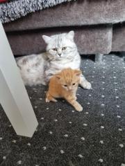 Bkh Deckkater Black Silber Tabby classic
