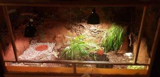 3 Griechische Landschildkröten mit Terrarium und Zubehör