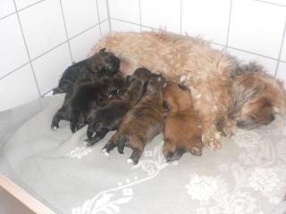 Verkaufen süße Lhasa Apso Welpen