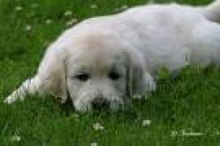 Ich suche ende mai 09 einen süßen Golden Retriever Welpen hündin