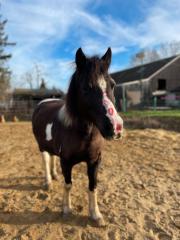Reitunterricht / Ponyreiten für Kinder und Jugendliche