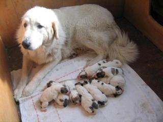 Pyrenean berghund - welpen