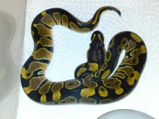 Classic 100 het Albino 66 het Clown