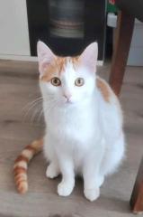 Katze zu verkaufen
