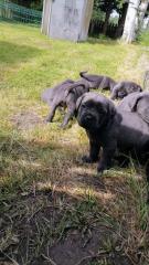 Tolle Cane Corso Welpen