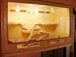 3 Bartagamen Terrarium