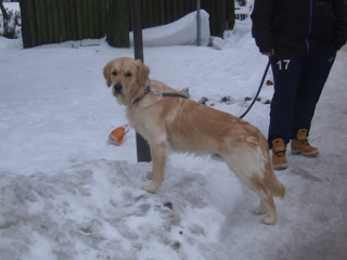 Golden Retriever Deckrüde Edin Diego of Sparkling Diamonds