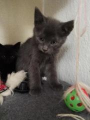 5 Kitten suchen liebevolles Zuhause