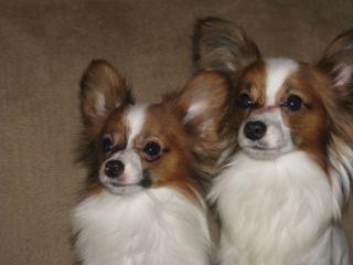 Papillon Jungrüden