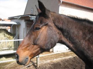 Die etwas andere Reitbeteiligung in PLZ 974.