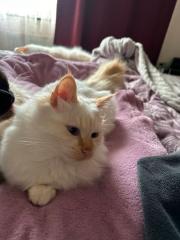 Liebevoller heilige Birma Kater